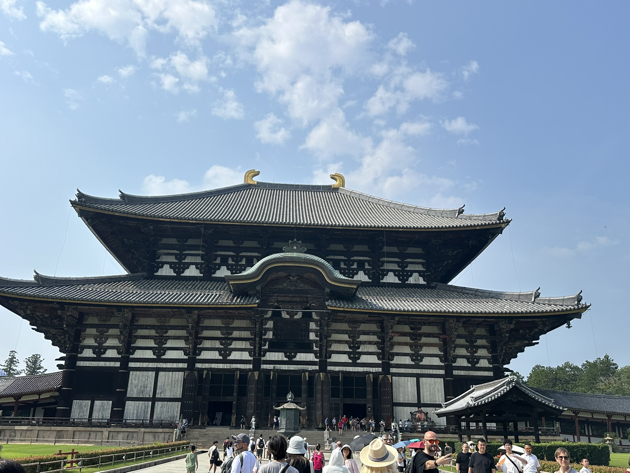 奈良公園の鹿 鹿せんべいを求めて群がる